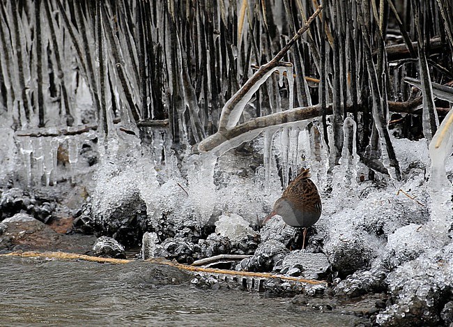 Een waterral probeert tussen het ijs nog iets eetbaars te vinden. stock-image by Agami/Jacques van der Neut,