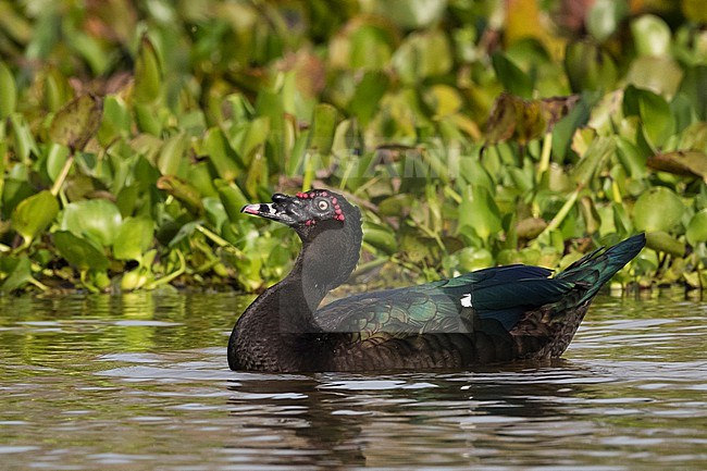 A Muscovy duck, Cairina moschata, portrait. Rio Claro, Pantanal, Mato Grosso, Brazil stock-image by Agami/Sergio Pitamitz,