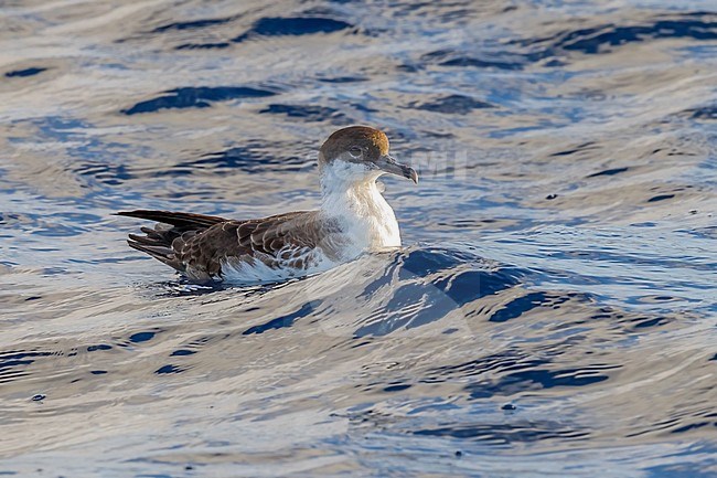 Flying Great Shearwater between Corvo & Flores, Azores. October 2011. stock-image by Agami/Vincent Legrand,