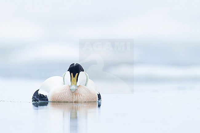 Eider, Common Eider, Somateria mollissima stock-image by Agami/Menno van Duijn,