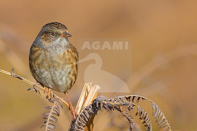 Dunnock (Prunella modularis) perched on a stalk of ferns, with the ferns as background. stock-image by Agami/Sylvain Reyt,