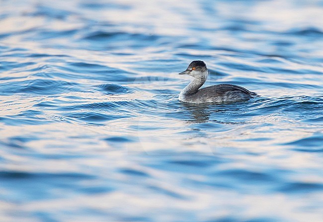 First-winter Black-necked Grebe (Podiceps nigricollis) swimming in the Black Sea in Bulgaria during autumn. stock-image by Agami/Marc Guyt,