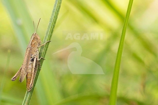 Chorthippus dorsatus - Steppe Grasshopper - Wiesengrashüpfer, Germany (Baden-Württemberg), imago stock-image by Agami/Ralph Martin,