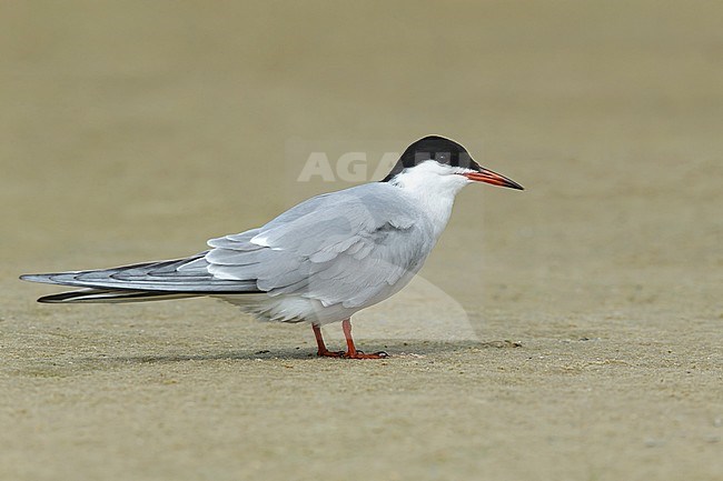 Adult breeding
Galveston Co., TX
April 2016 stock-image by Agami/Brian E Small,