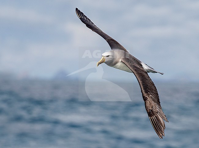 Salvin's Albatross (Thalassarche salvini) in flight near New Zealand. Small islands in the background on the horizon. stock-image by Agami/Marc Guyt,