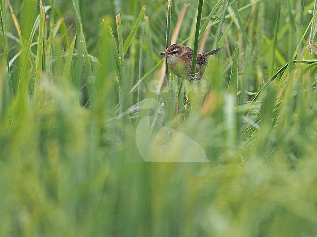 Manchurian reed warbler (Acrocephalus tangorum), Thailand, March, in rice field.  stock-image by Agami/James Eaton,