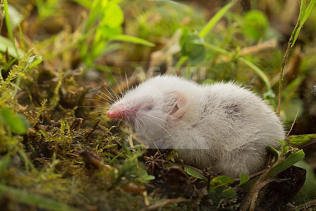 Leucistic White-tooted Shrew stock-image by Agami/Theo Douma,