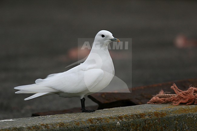 Ivory Gull adult winterplumage perched in harbour; Ivoormeeuw volwassen winterkleed zittend op kade in de haven stock-image by Agami/Chris van Rijswijk,