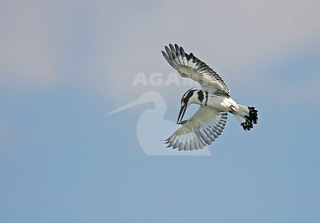 Hovering Pied Kingfisher (Ceryle rudis) against blue sky in Uganda stock-image by Agami/Pete Morris,