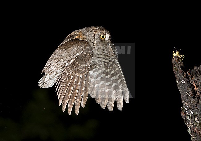 Eurasian Scops Owl (Otus scops) in flight during the night in Italy, catching a prey. stock-image by Agami/Alain Ghignone,