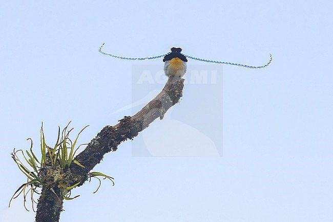 King-of-Saxony Bird-of-Paradise (Pteridophora alberti) Dispalying on a branch in Papua New Guinea stock-image by Agami/Dubi Shapiro,