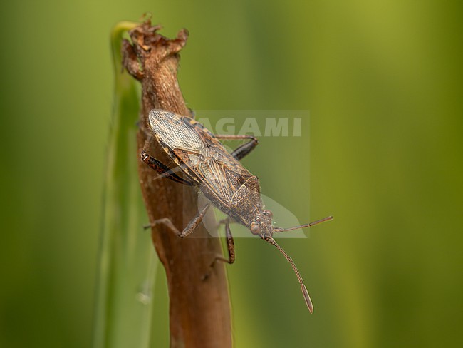 Adult Banded Rhopalid stock-image by Agami/Arnold Meijer,