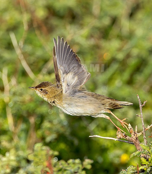Singing male Common Grasshopper Warbler (Locustella naevia) in nature reserve Berkheide, south of Katwijk, Netherlands, during spring. stock-image by Agami/Marc Guyt,