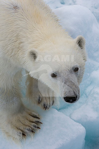 A polar bear, Ursus maritimus. North polar ice cap, Arctic ocean stock-image by Agami/Sergio Pitamitz,