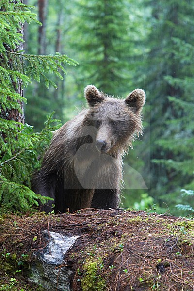 Bruine Beer, Brown Bear, Ursus arctos stock-image by Agami/Jari Peltomäki,