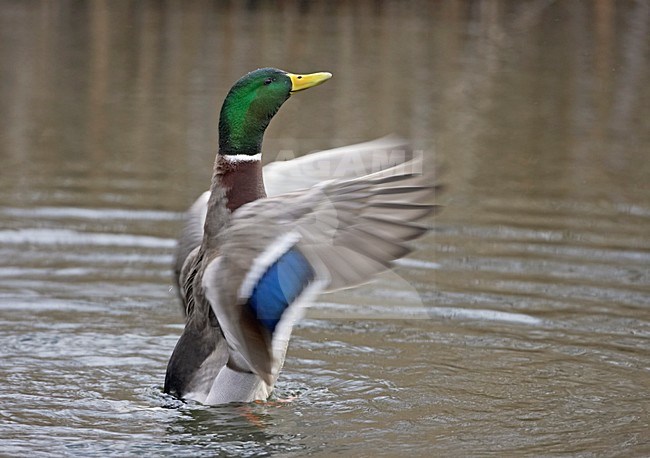 Mallard male flapping wings; Wilde Eend man vleugels klappend stock-image by Agami/Jari Peltomäki,