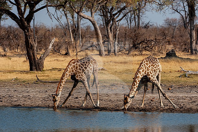 Two giraffes, Giraffe camelopardalis, drinking at a waterhole. Okavango Delta, Botswana. stock-image by Agami/Sergio Pitamitz,