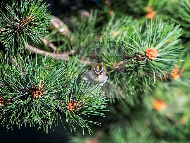 Adult Firecrest (Regulus ignicapilla) in Spain during summer in an urban garden in the foothills of the Pyrenees. Giving good look on its crown stripe. stock-image by Agami/Marc Guyt,