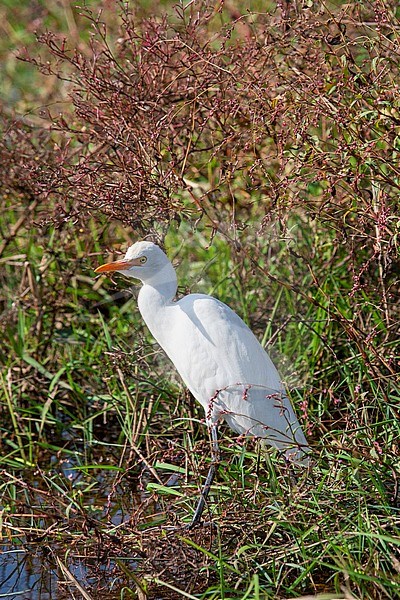 Eastern Cattle Egret (Bubulcus coromandus) standing on the edge of a marsh, partialy hidden between the low vegetation. stock-image by Agami/Marc Guyt,