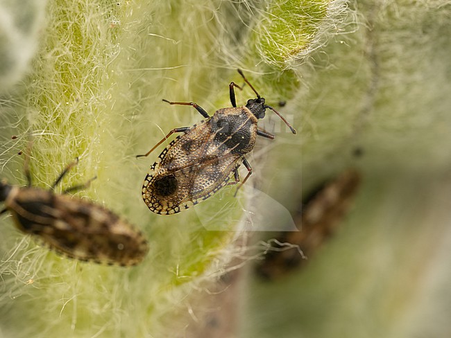 Dictyla echii is a species of lace bug in the family Tingidae that lives on Echium vulgare stock-image by Agami/Arnold Meijer,