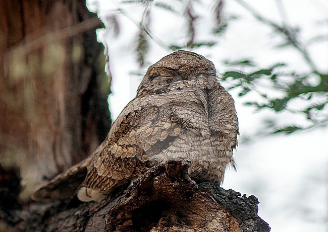Indian Nightjar (Caprimulgus asiaticus) roosting during the day in a tree. stock-image by Agami/Marc Guyt,