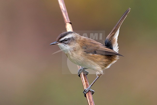 Zwartkoprietzanger, Moustached Warbler stock-image by Agami/Daniele Occhiato,