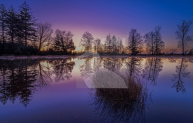 A tranquil morning unfolds at the heart of Drents-Friese Wold, where the sky paints a breathtaking canvas of bleu, purples and yellows. The stillness of the water perfectly mirrors the row of trees, and a small island adorned with tall tufts of Common Rush adds to the enchantment of this scene stock-image by Agami/Onno Wildschut,