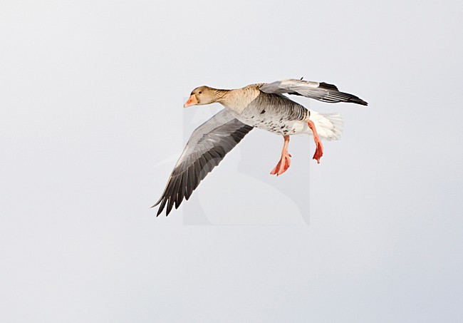 Grauwe Gans in de vlucht; Grey-lag Goose in flight stock-image by Agami/Marc Guyt,