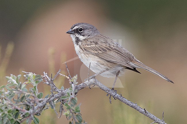Adult 
San Diego Co., CA 
April 2010 stock-image by Agami/Brian E Small,