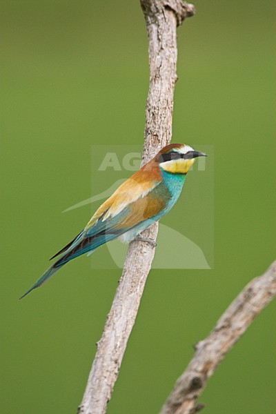 Bijeneter op tak; European Bee-eater on perch stock-image by Agami/Marc Guyt,