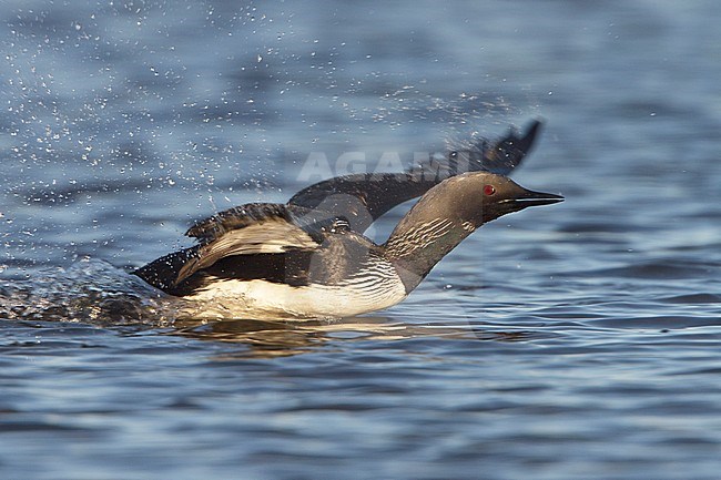 displaying their breeding rituals on a pond near Churchill Manitoba, Canada. stock-image by Agami/Glenn Bartley,