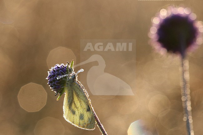 Klein geaderd witje, Green-veined White, Pieris napi stock-image by Agami/Theo Douma,
