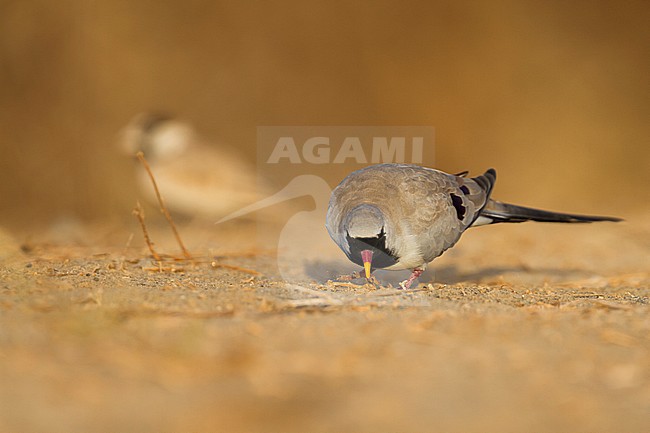 Namaqua Dove - Kaptäubchen - Oena capensis ssp. capensis, Oman, adult male stock-image by Agami/Ralph Martin,