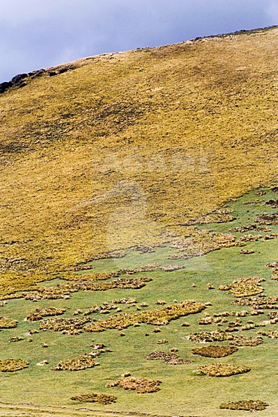 Antisana Reserve Ecuador stock-image by Agami/Marc Guyt,