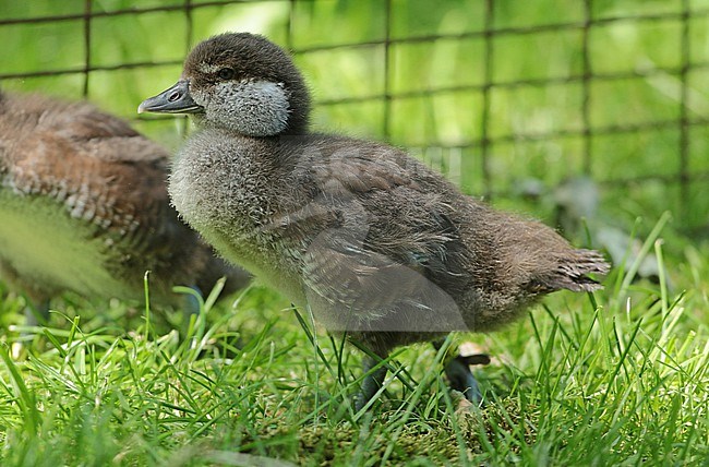 Harlequin Duck (Histrionicus histrionicus), chick standing in captivity, seen from the side. stock-image by Agami/Fred Visscher,