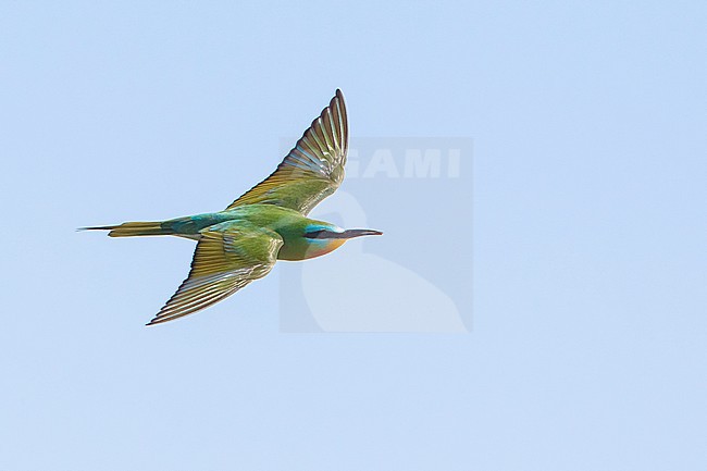 Adult Blue-cheeked Bee-eater (Merops persicus) in flight near Atyrau in Kazakhstan. Seen from above. stock-image by Agami/David Monticelli,