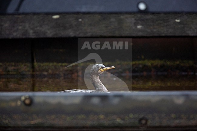 First-winter European Shag (Phalacrocorax aristotelis) wintering on inland location in the Netherlands. Swimming in a canal. stock-image by Agami/Edwin Winkel,