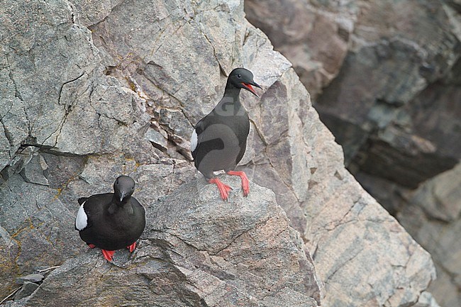 Black Guillemot (Cepphus grylle) perched on a cliff off Newfoundland, Canada. stock-image by Agami/Glenn Bartley,