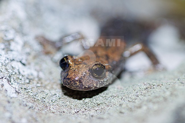 Strinati’s Cave Salamander (Speleomantes strinatii) taken the 14/08/2021 at Lucéram - France. stock-image by Agami/Nicolas Bastide,