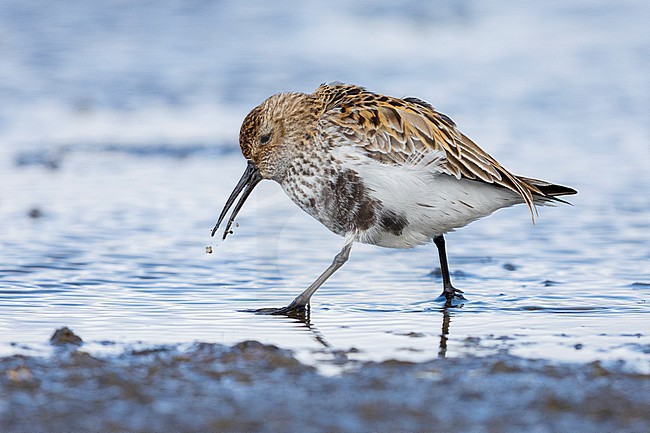 Dunlin (Calidris alpina), side view of an adult standing in the water, Capital Region, Iceland stock-image by Agami/Saverio Gatto,