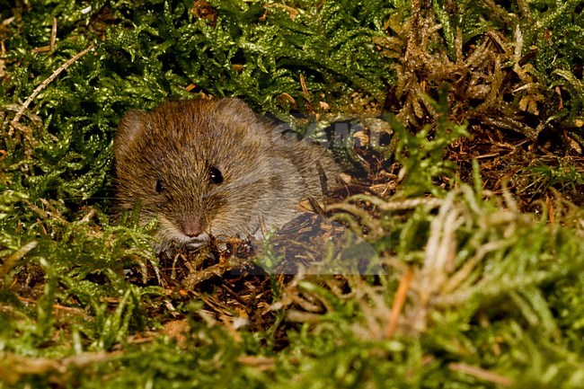 Rosse Woelmuis in een nestje; Bank Vole in a nest stock-image by Agami/Theo Douma,