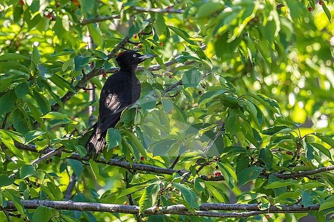 Female Black Woodpecker (Dryocopus martius martius) on a cherry tree, Loèche, Valais, Switzerland stock-image by Agami/Vincent Legrand,