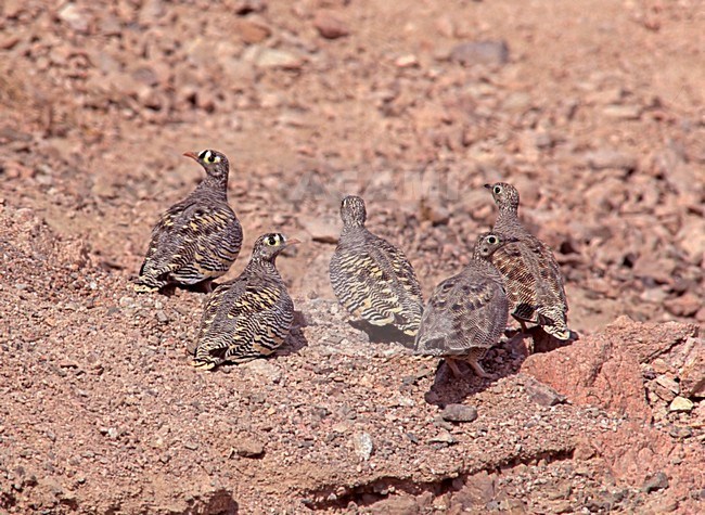 Groepje Lichtensteins Zandhoenders; Group of Lichtenstein's Sandgrouse stock-image by Agami/Markus Varesvuo,