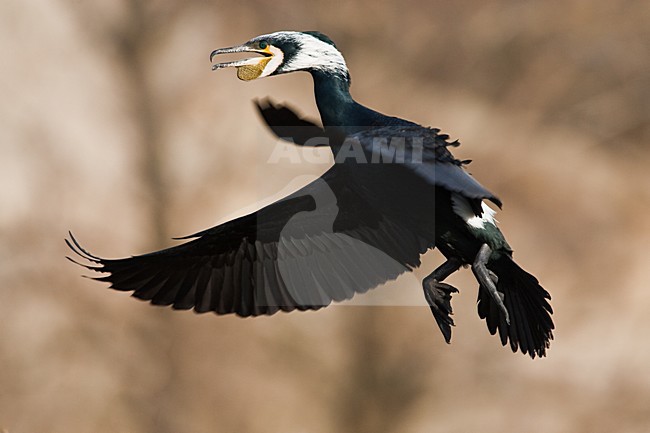 Volwassen Aalscholver roepend in de vlucht; Adult Great Cormorant calling in flight stock-image by Agami/Menno van Duijn,