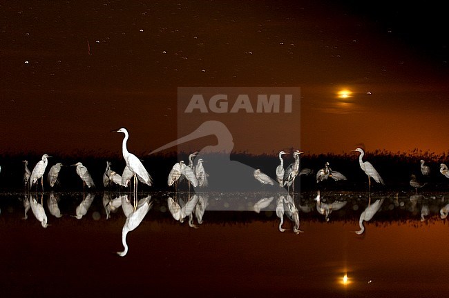 Great White Egret (Ardea alba), Grey Heron (Ardea cinerea), Eurasian Spoonbill (Platalea leucorodia) stock-image by Agami/Bence Mate,