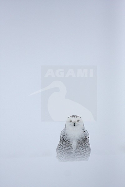 Sneeuwuil zittend in sneeuw; Snowy Owl perched in snow stock-image by Agami/Chris van Rijswijk,