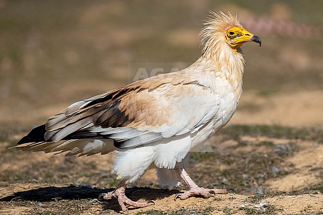 Adult Egyptian Vulture (Neophron percnopterus) in Extremadura, Spain. Walking on the ground. stock-image by Agami/Marc Guyt,
