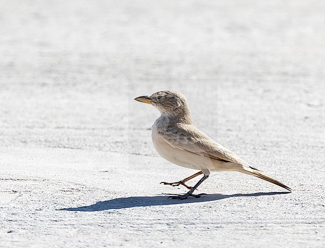 Desert Lark (Ammomanes deserti) in the desert stock-image by Agami/Roy de Haas,