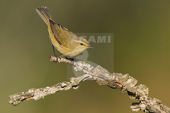 Common Chiffchaff (Phylloscopus collybita) stock-image by Agami/Alain Ghignone,