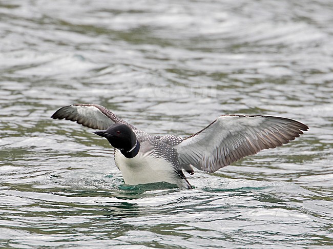 Great Northern Loon adult swimming; IJsduiker volwassen zwemmend stock-image by Agami/Markus Varesvuo,